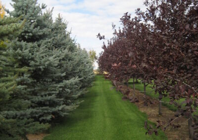 Acreage landscape, shelter belt