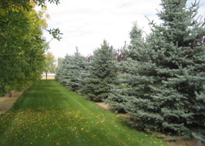 Acreage landscape, shelter belt